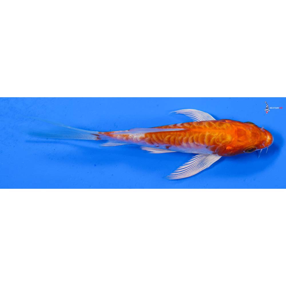 4.5” Imported Armor Scaled Hariwake Butterfly Koi