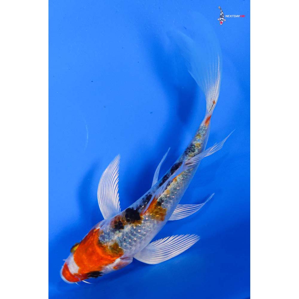 4.5” Imported Yamato Nishiki Butterfly Koi