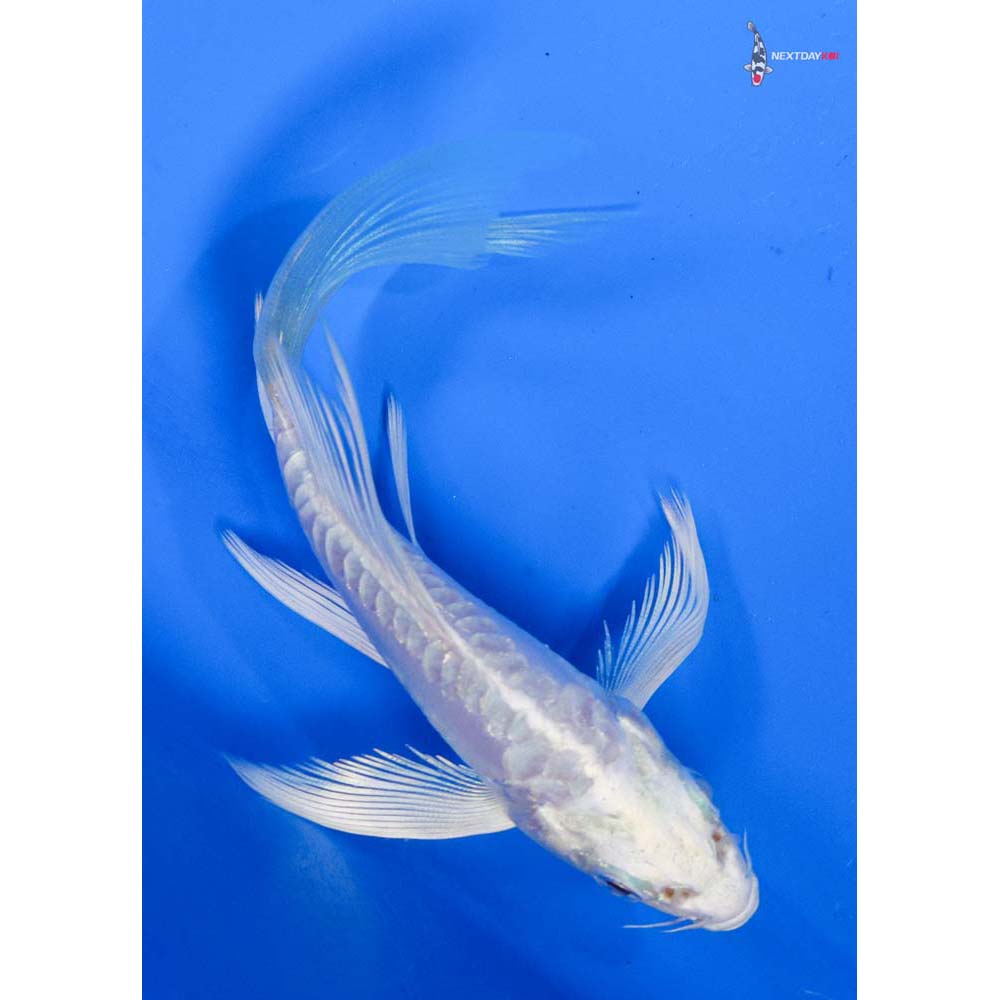 4.5” Imported Doitsu Platinum Ogon Butterfly Koi