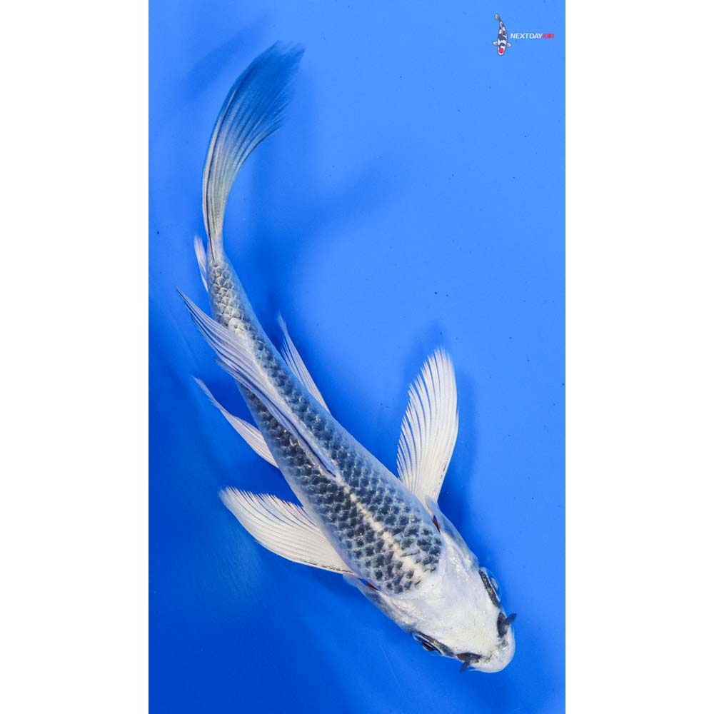 4.5” Imported Gin Matsuba Butterfly Koi