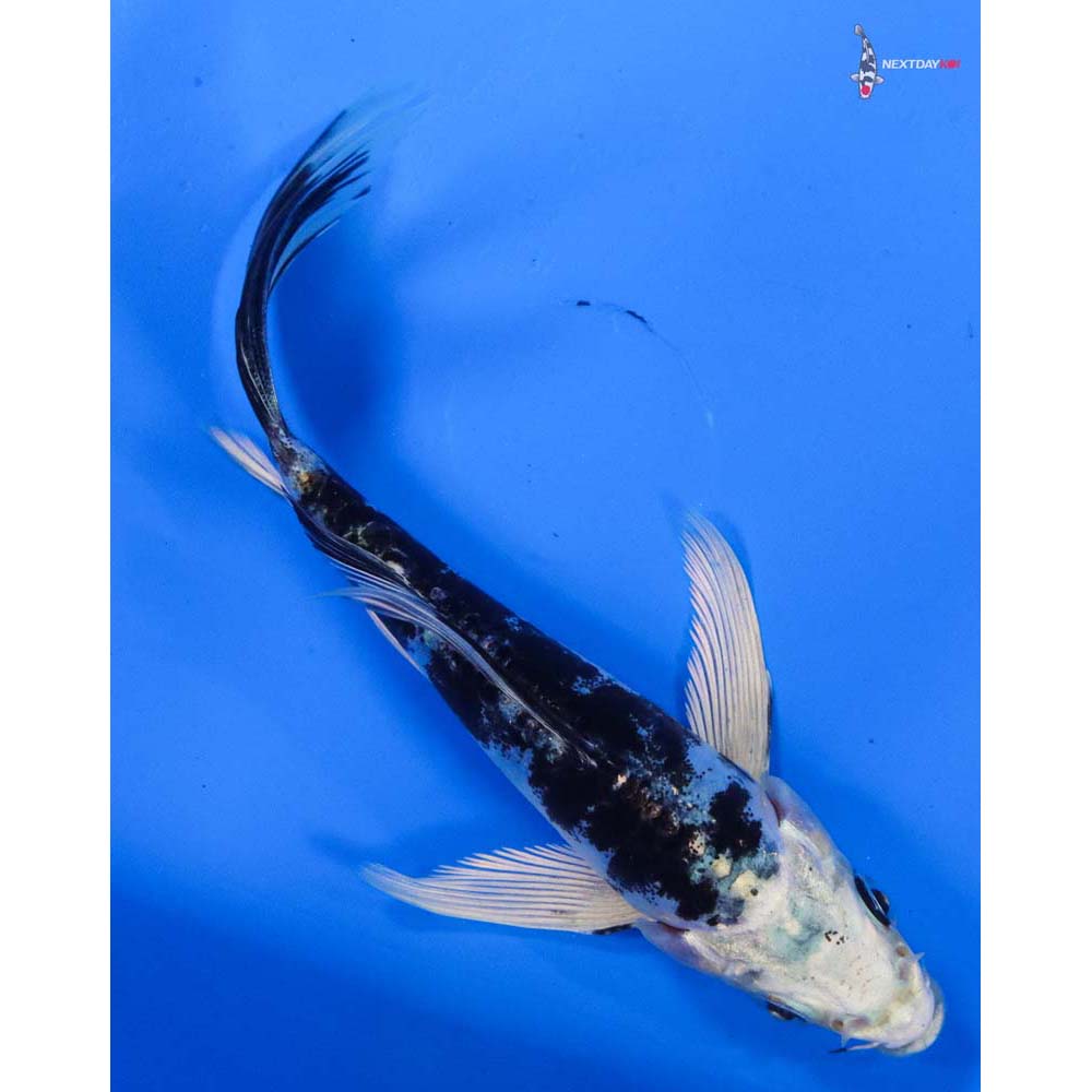 4.5” Imported Doitsu Gin Shiro Bekko Butterfly Koi