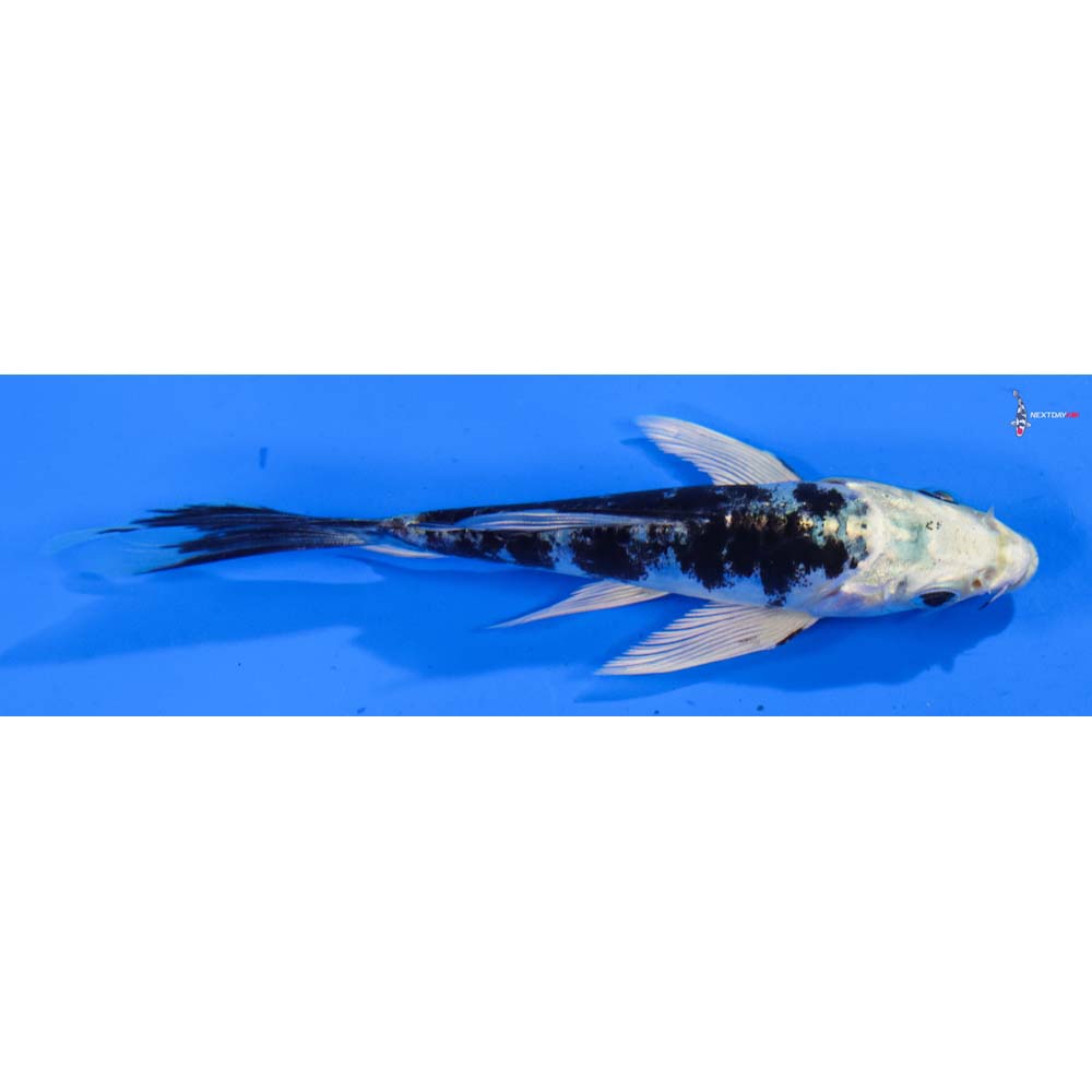4.5” Imported Doitsu Gin Shiro Bekko Butterfly Koi