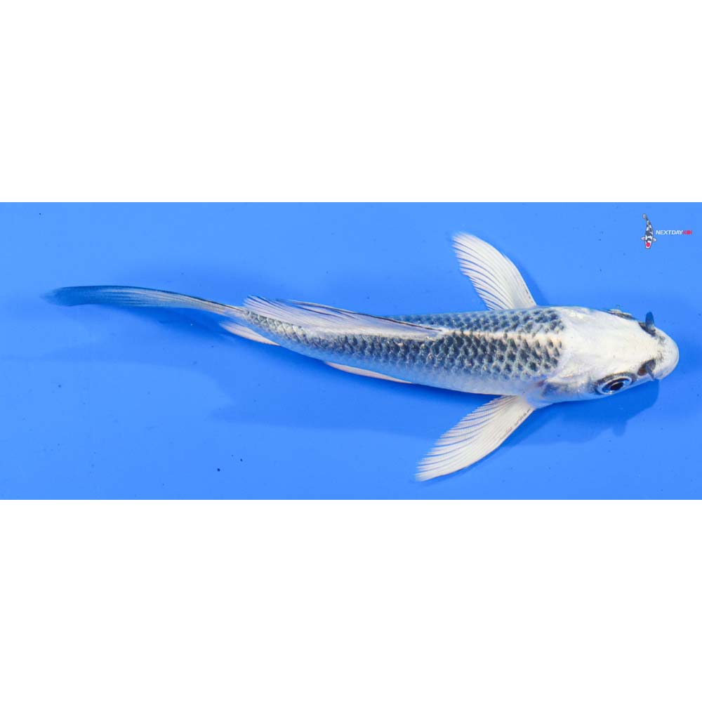 4.5” Imported Gin Matsuba Butterfly Koi