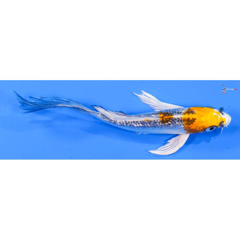 5” Imported Gin Rin Kujaku Butterfly Koi