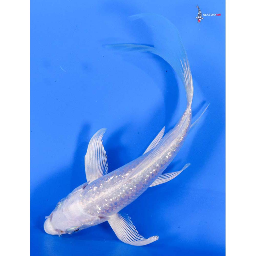 5” Imported Gin Rin Platinum Ogon Butterfly Koi