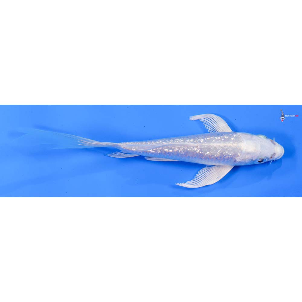 5” Imported Gin Rin Platinum Ogon Butterfly Koi