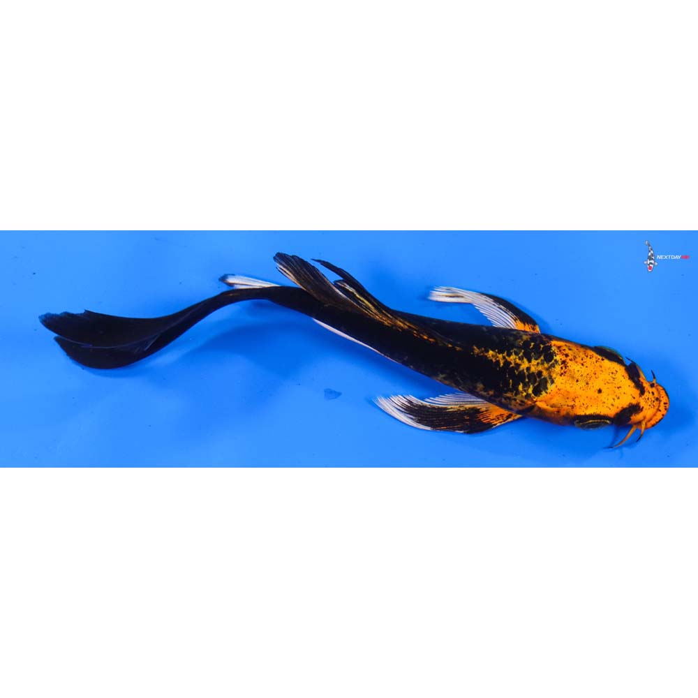 6” Imported Orenji Matsuba Butterfly Koi
