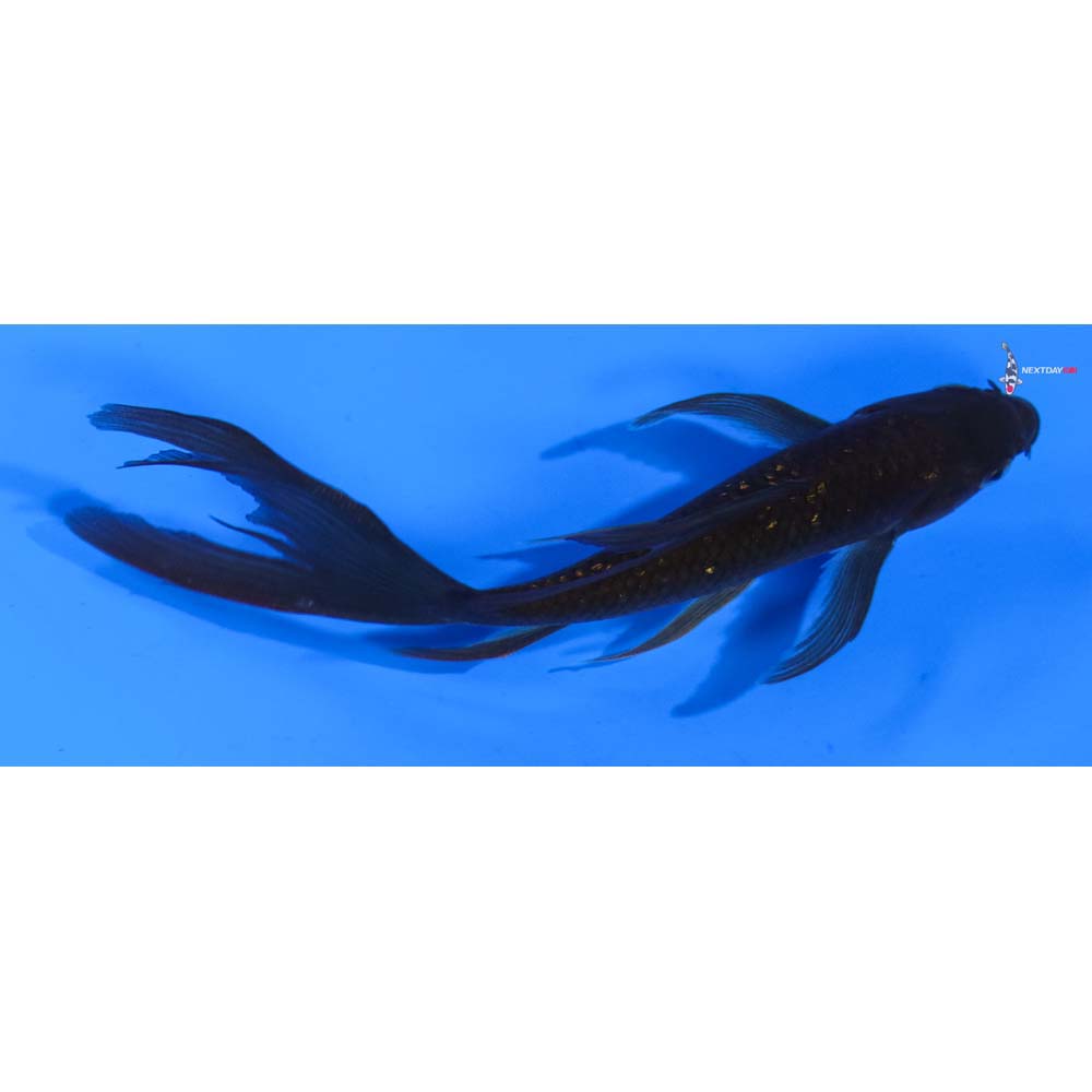 5” Imported Gin Rin Chagoi Butterfly Koi
