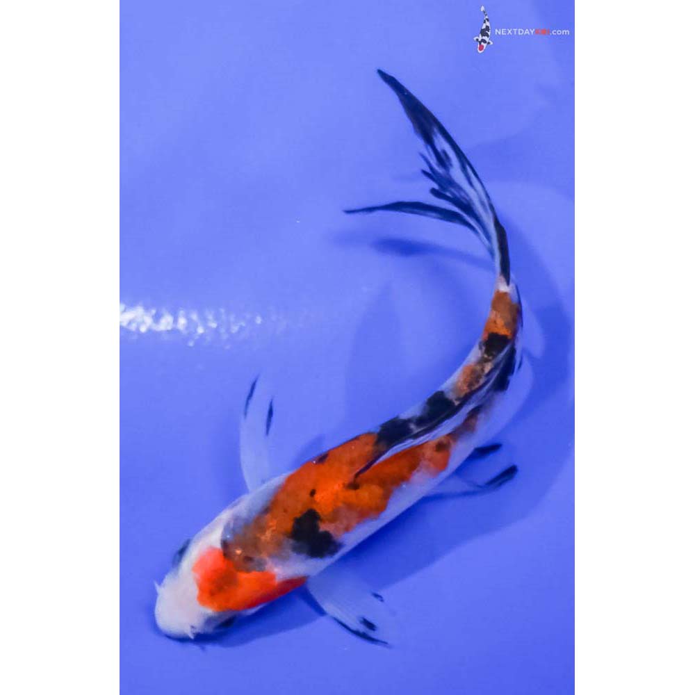 4” Imported Sanke Butterfly Koi
