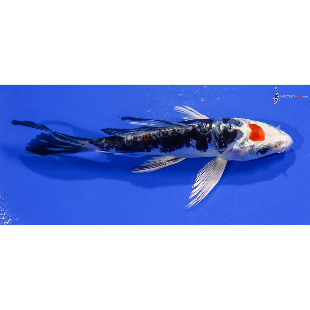 4.5” Imported Kin Kikokuryu Butterfly Koi