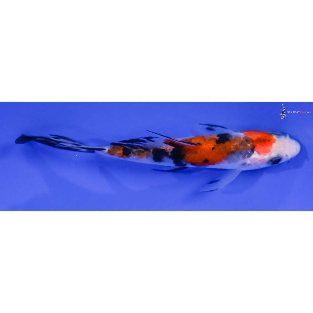 4” Imported Sanke Butterfly Koi