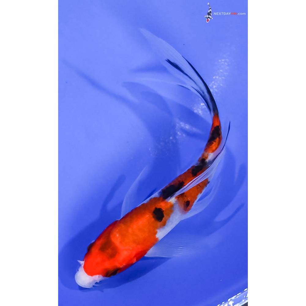 5” Imported Aka Sanke Butterfly Koi