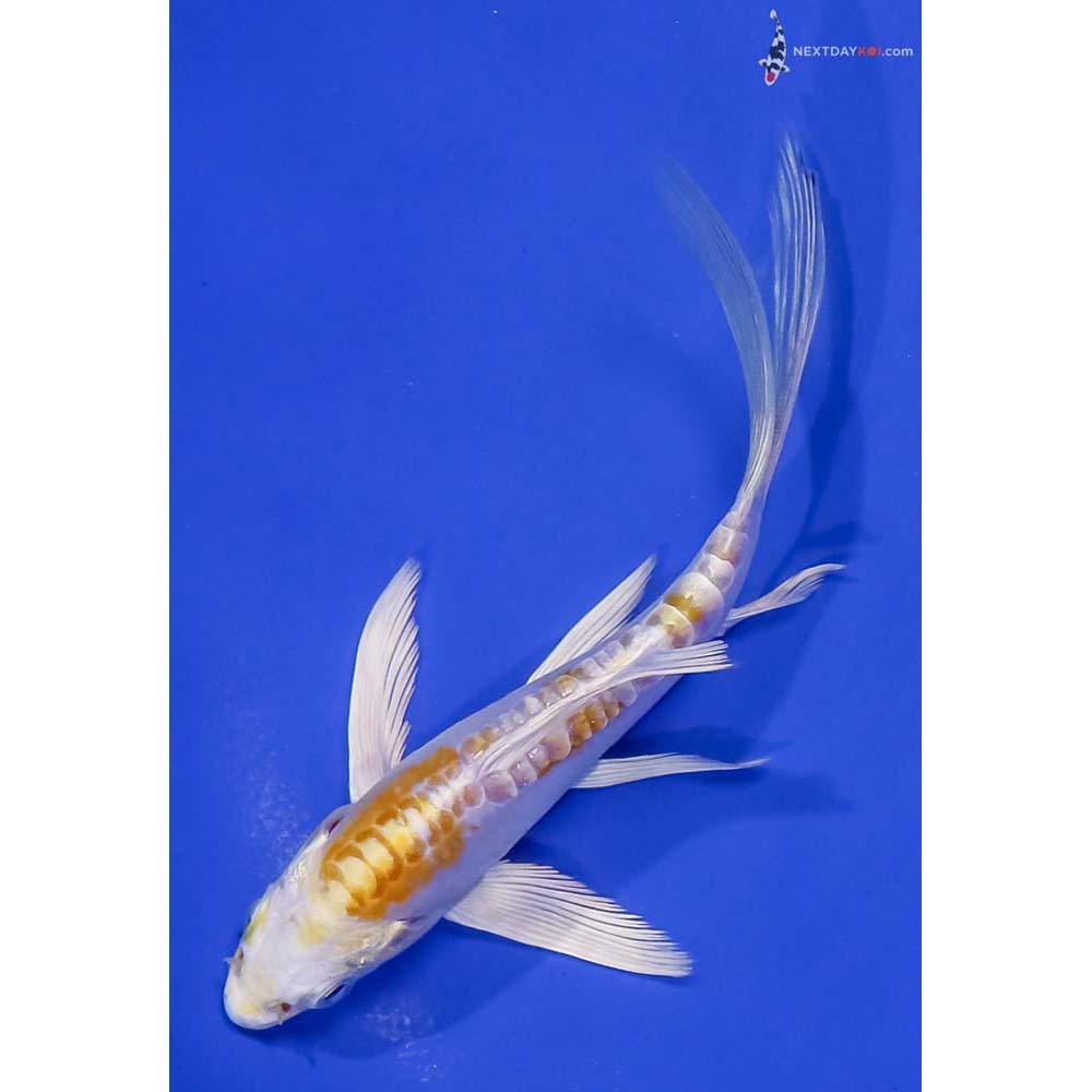 5” Imported Doitsu Lemon Hariwake Butterfly Koi