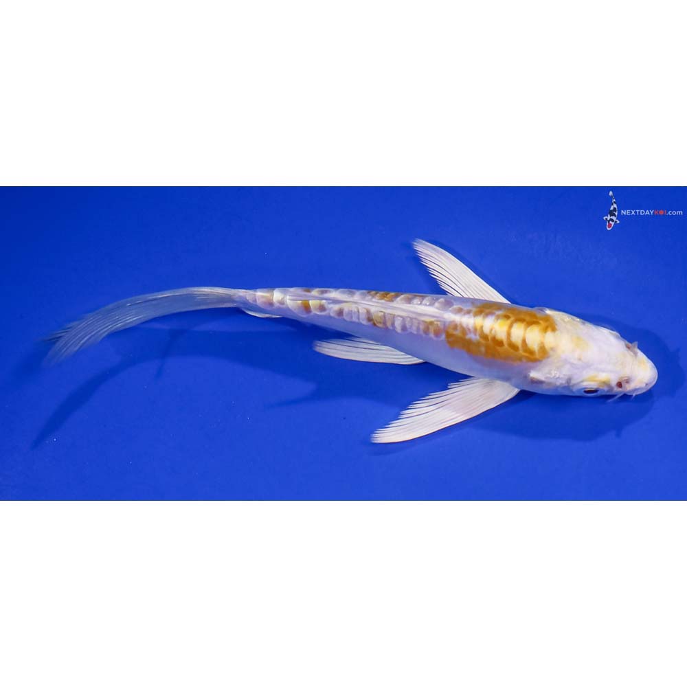 5” Imported Doitsu Lemon Hariwake Butterfly Koi