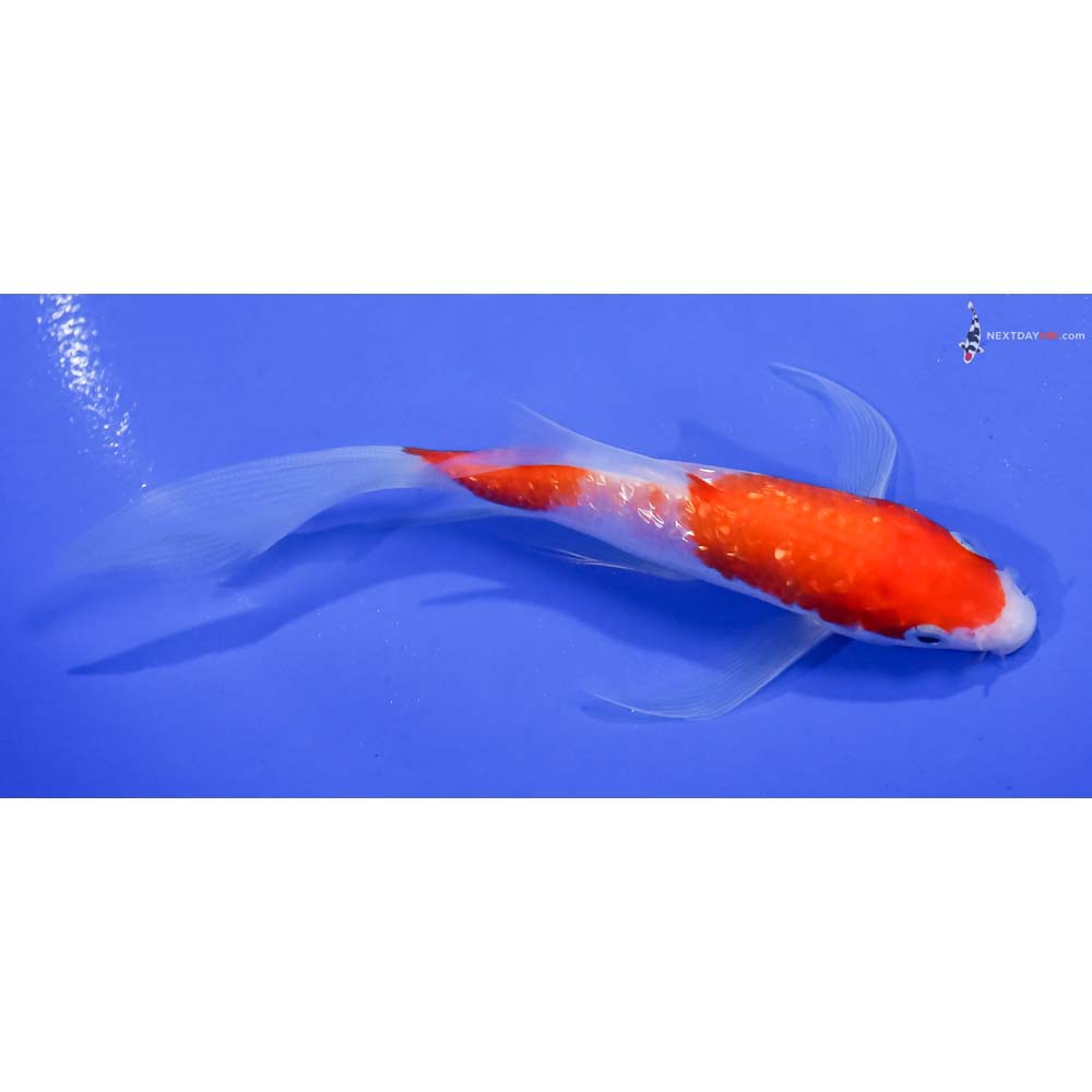 5.5” Imported Gin Rin Kohaku Butterfly Koi