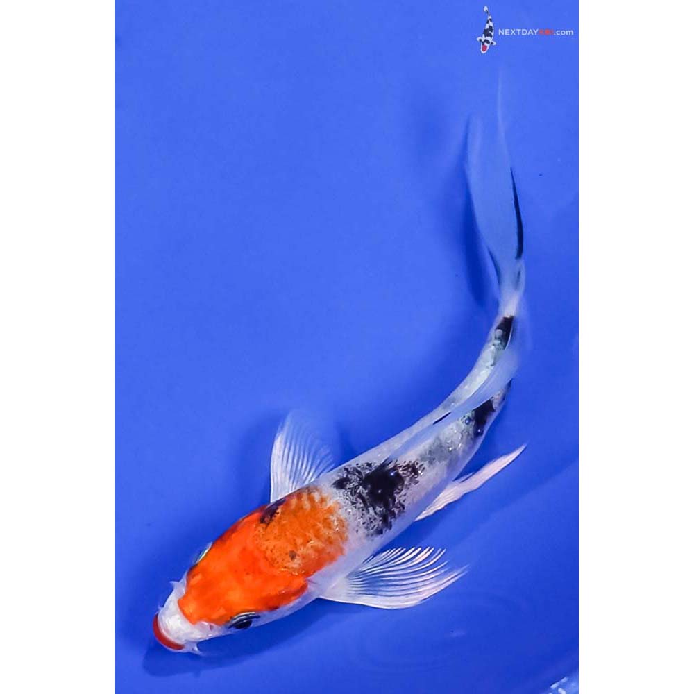 4” Imported Yamato Nishiki Butterfly Koi