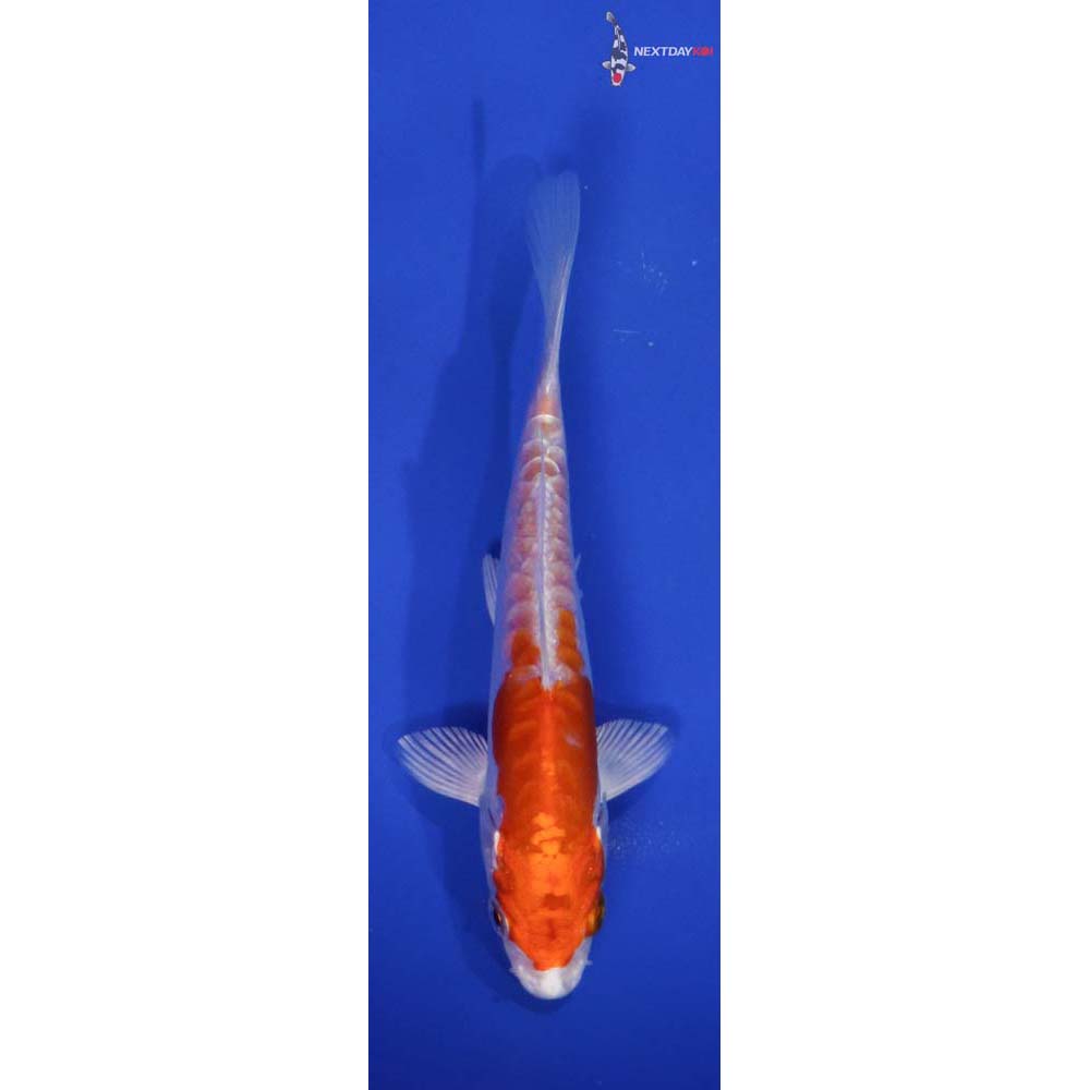 5” Imported Kikusui