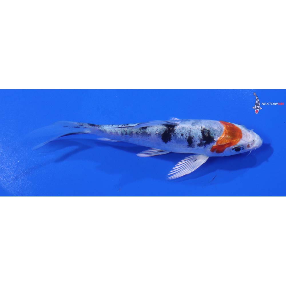 4” Imported Heisei Nishiki Butterfly Koi