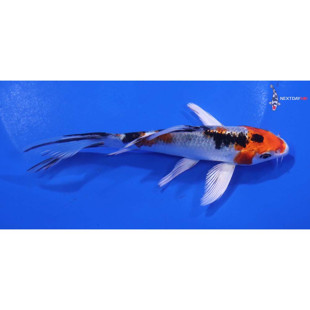 5” Imported Yamato Nishiki Butterfly Koi
