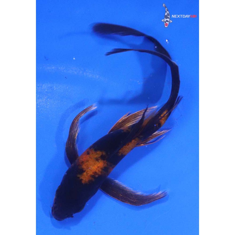 5.5” Imported Kin Hi Utsuri Butterfly Koi