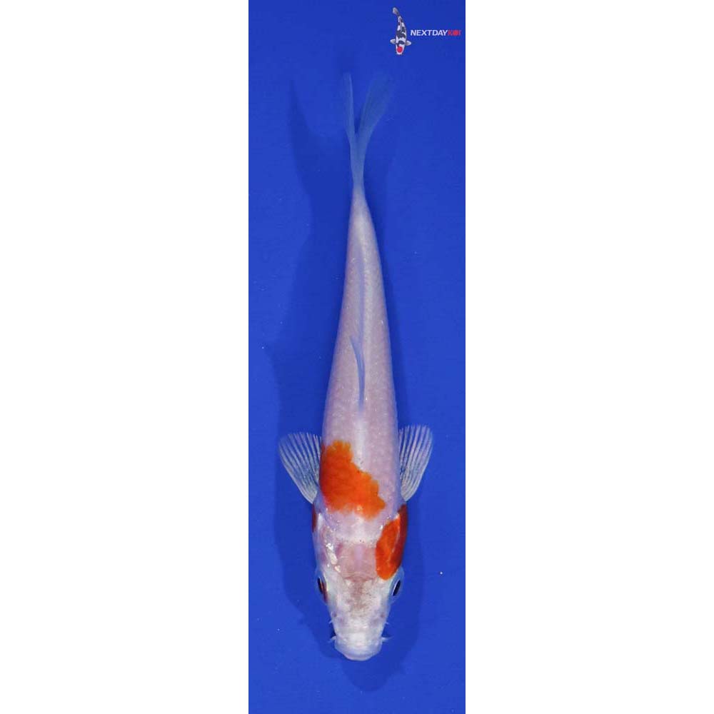 3” Imported Hariwake
