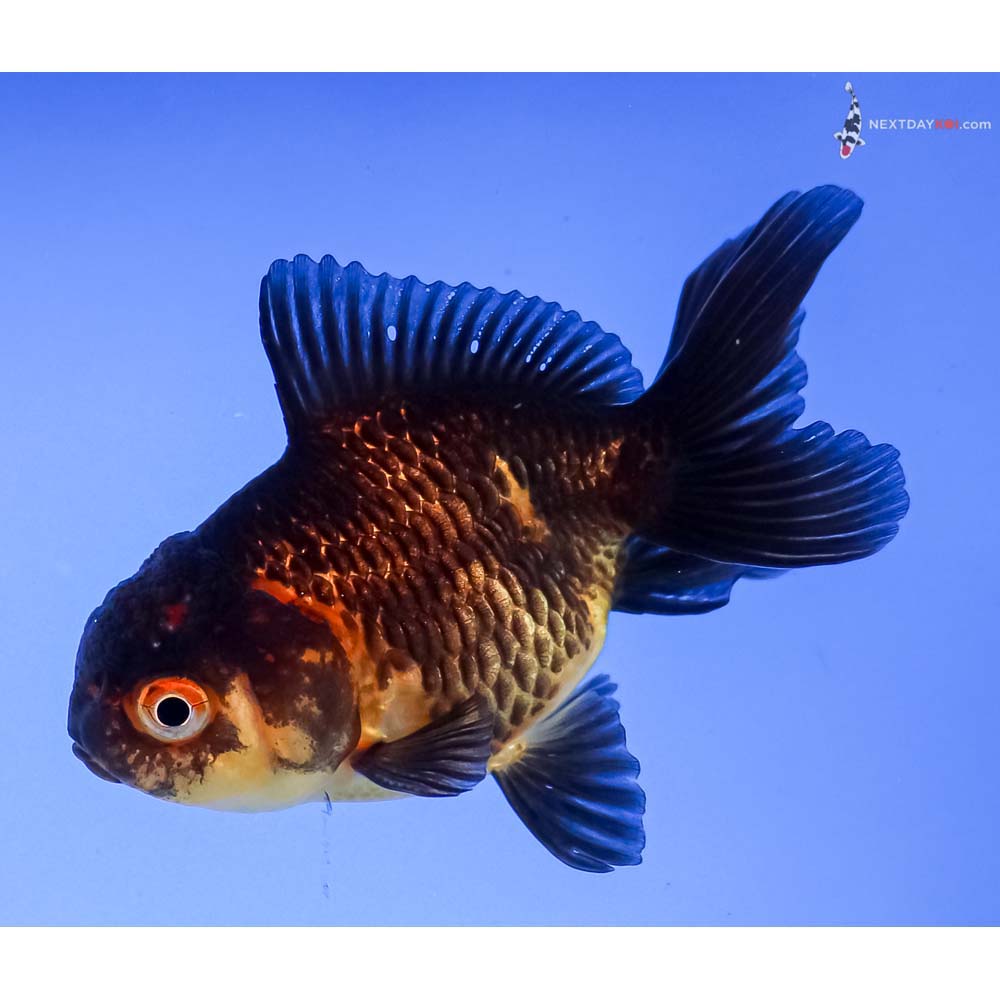 3” Imported Red and Black Oranda