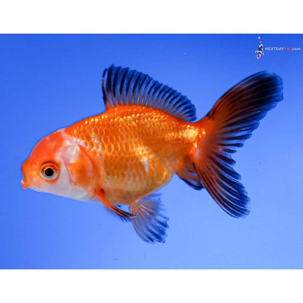 3” Imported Red and White Ryukin