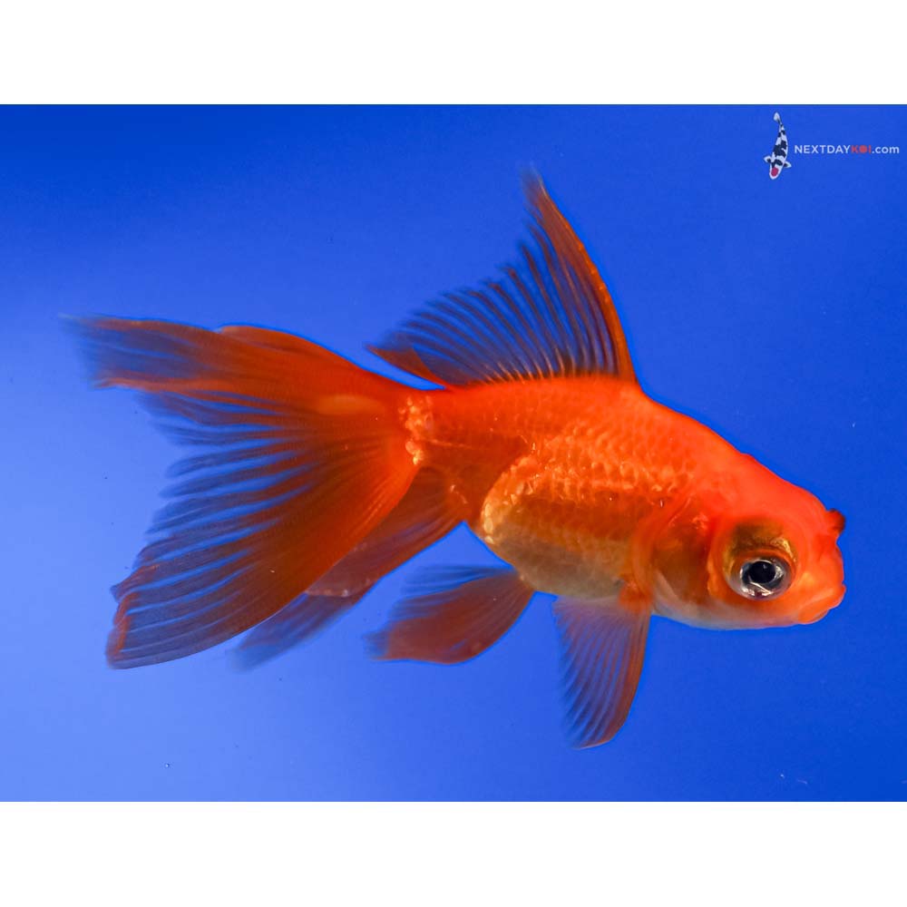 3.5” Imported Red Telescope Fantail