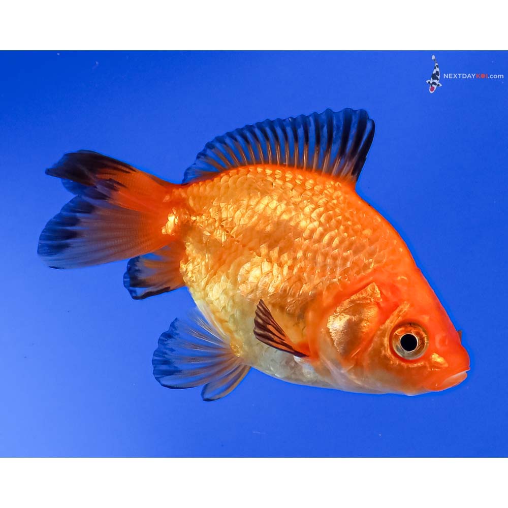 3” Imported Red Ryukin