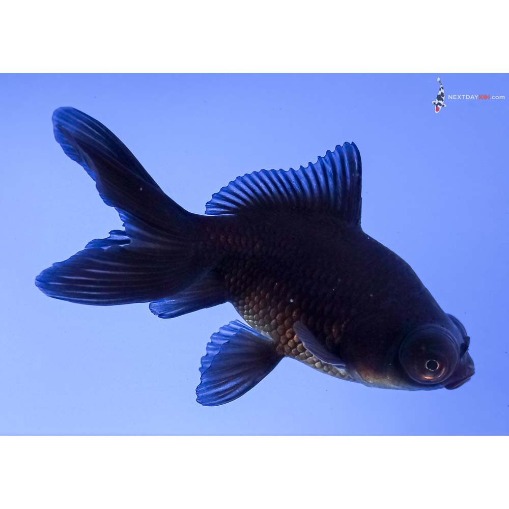 3.5” Imported Black Telescope Fantail