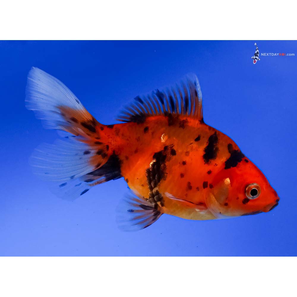 3.5” Imported Calico Fantail