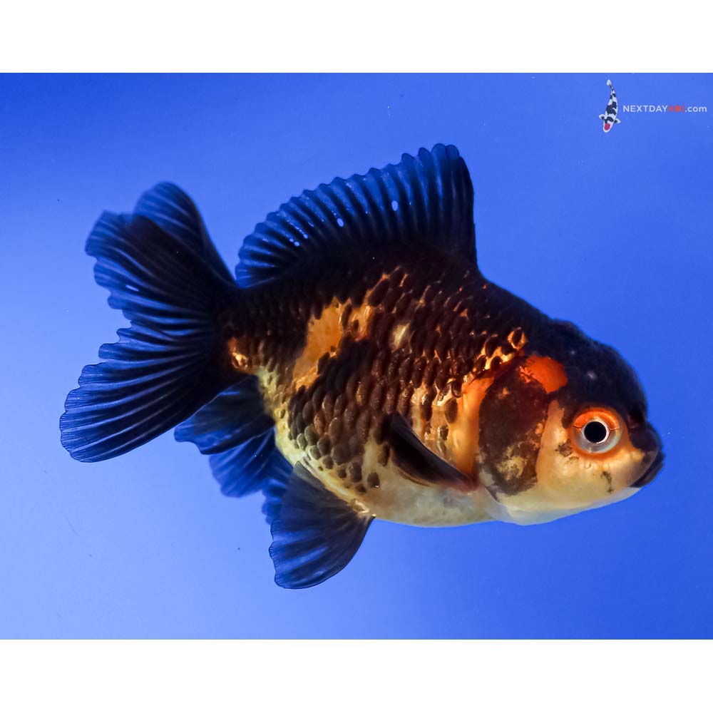 3” Imported Red and Black Oranda