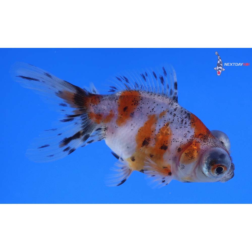 3.5” Imported Calico Telescope Fantail