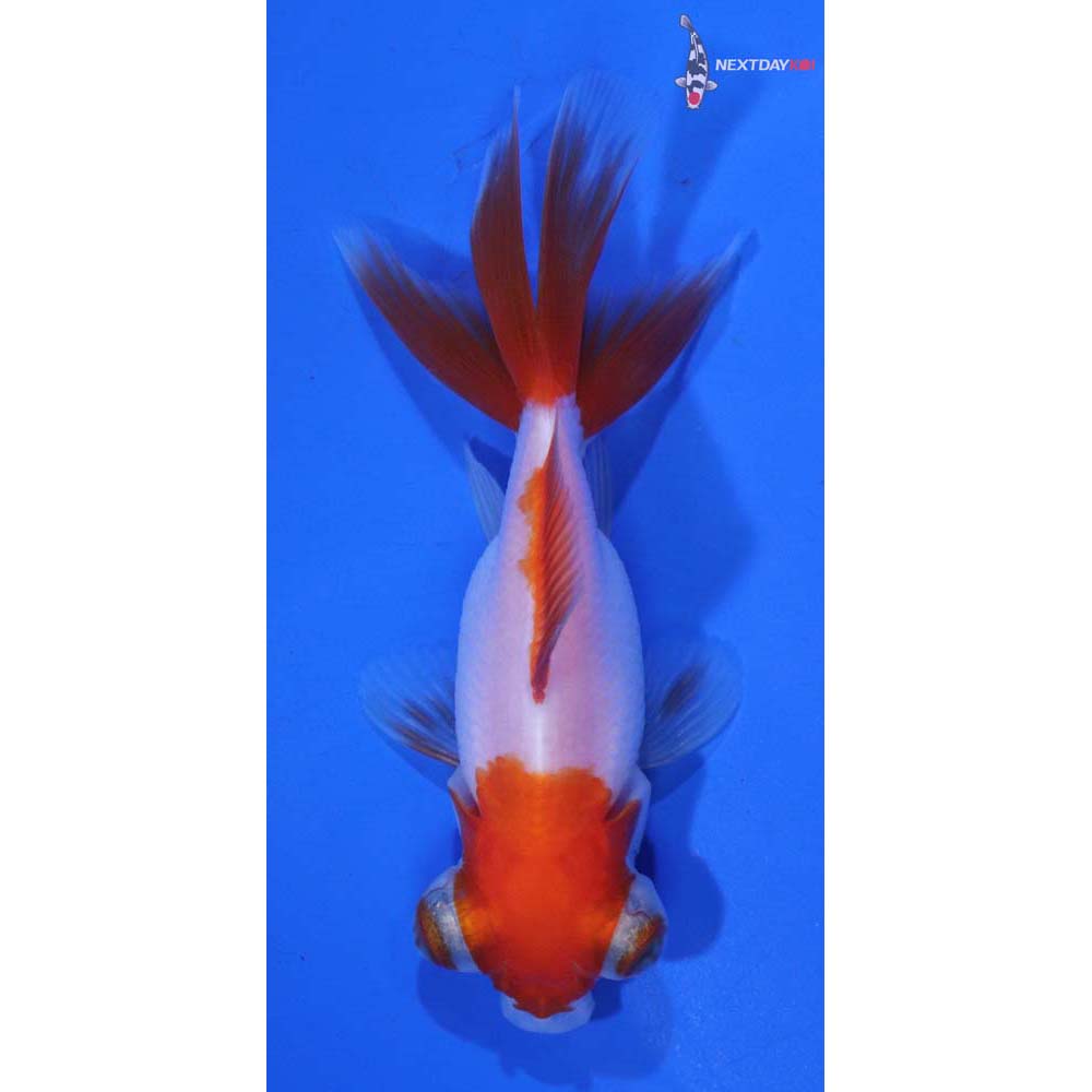 3” Imported Red and White Telescope Fantail