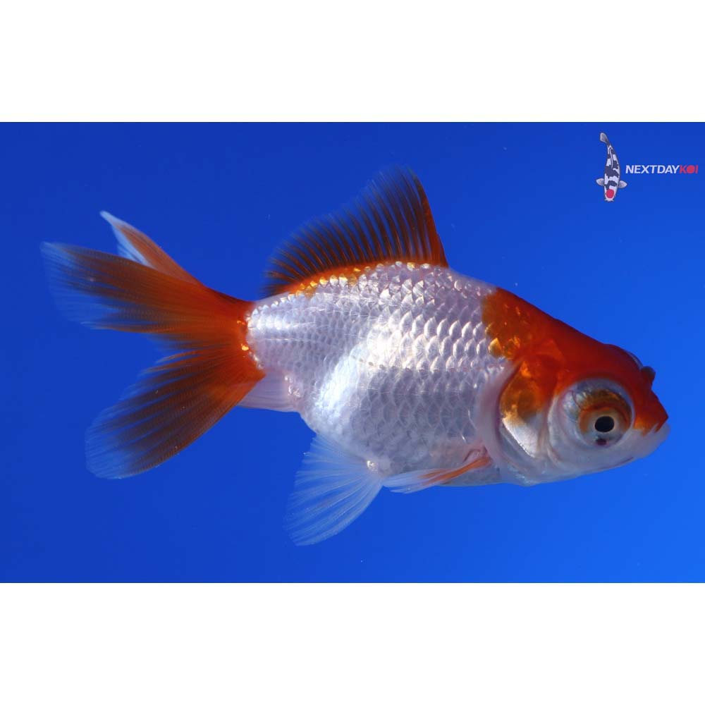 3” Imported Red and White Telescope Fantail