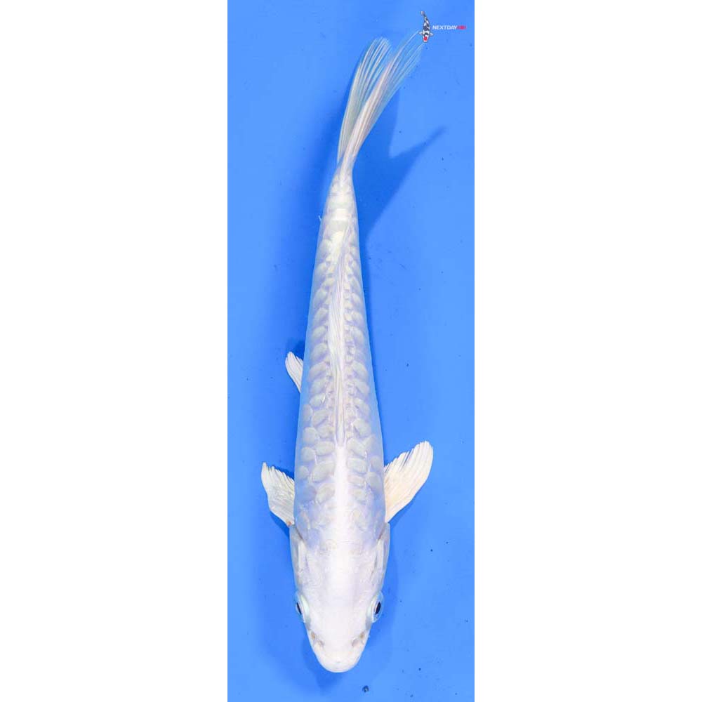 7” Imported Armor Scaled Platinum Ogon
