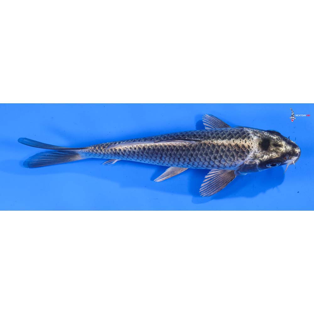 6.5” Imported Gin Matsuba