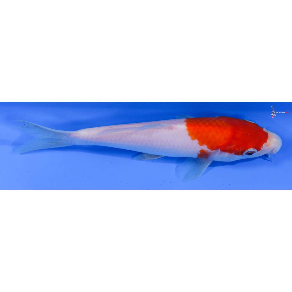 6.5” Imported Kohaku
