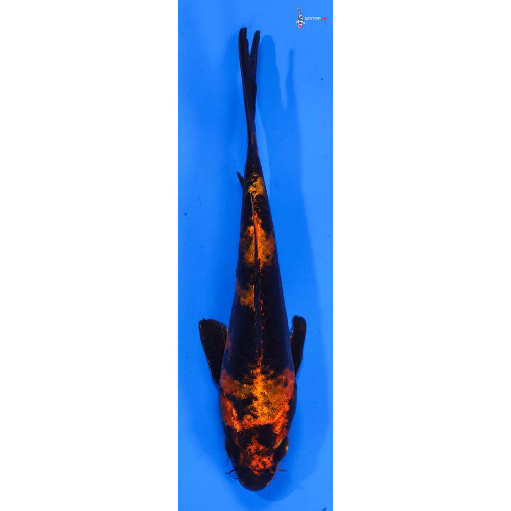 6.5” Imported Kin Hi Utsuri