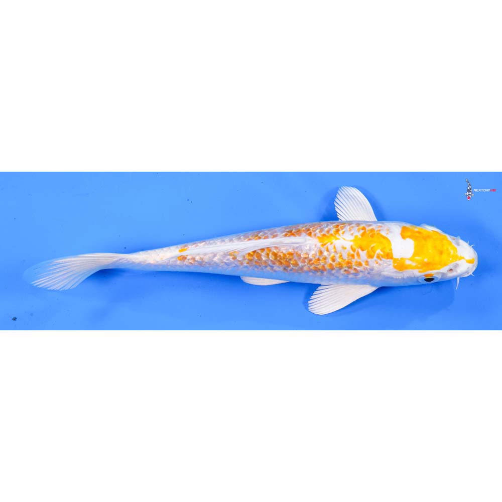 7” Imported Gin Rin Lemon Hariwake