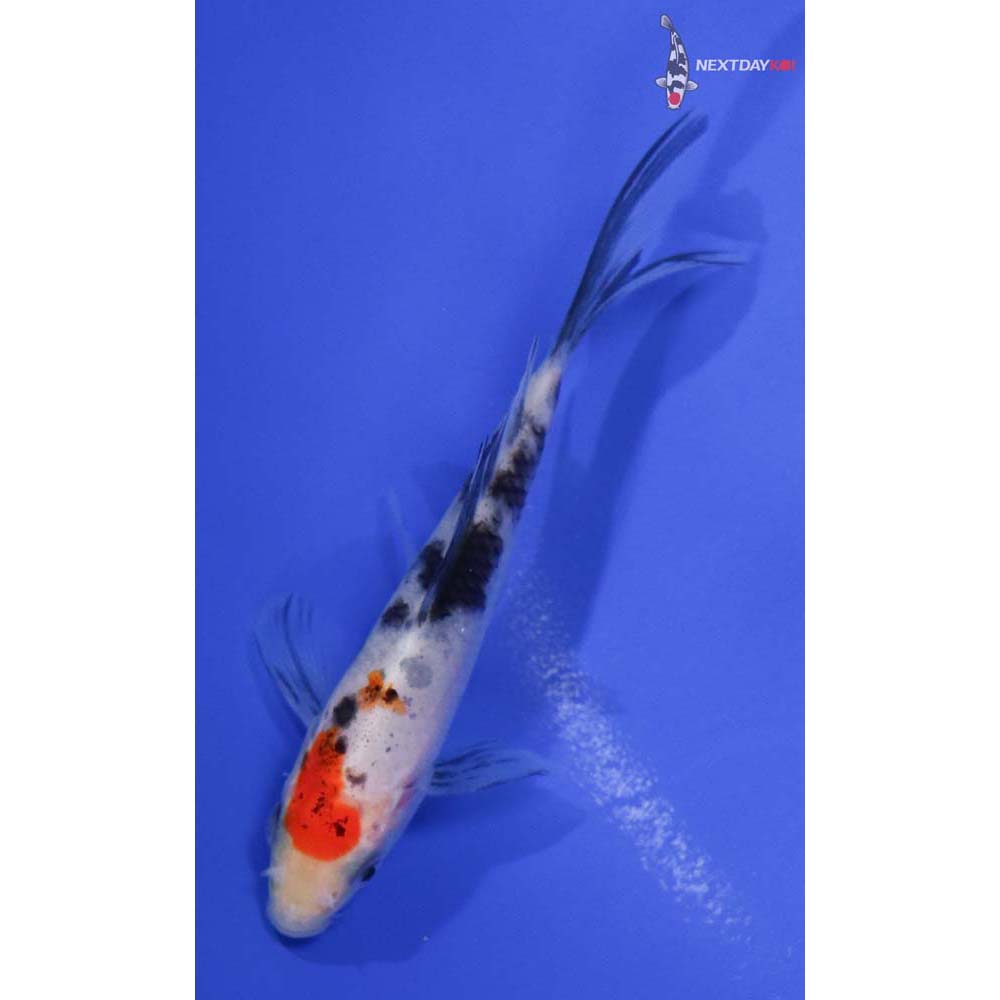 4” Imported Sanke Butterfly Koi