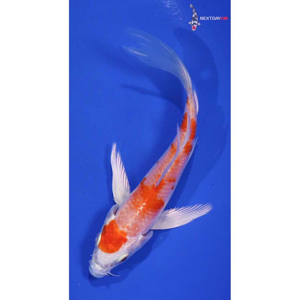 4.5” Imported Hariwake Butterfly Koi