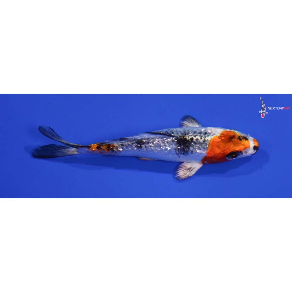 3.5” Imported Gin Rin Yamato Nishiki