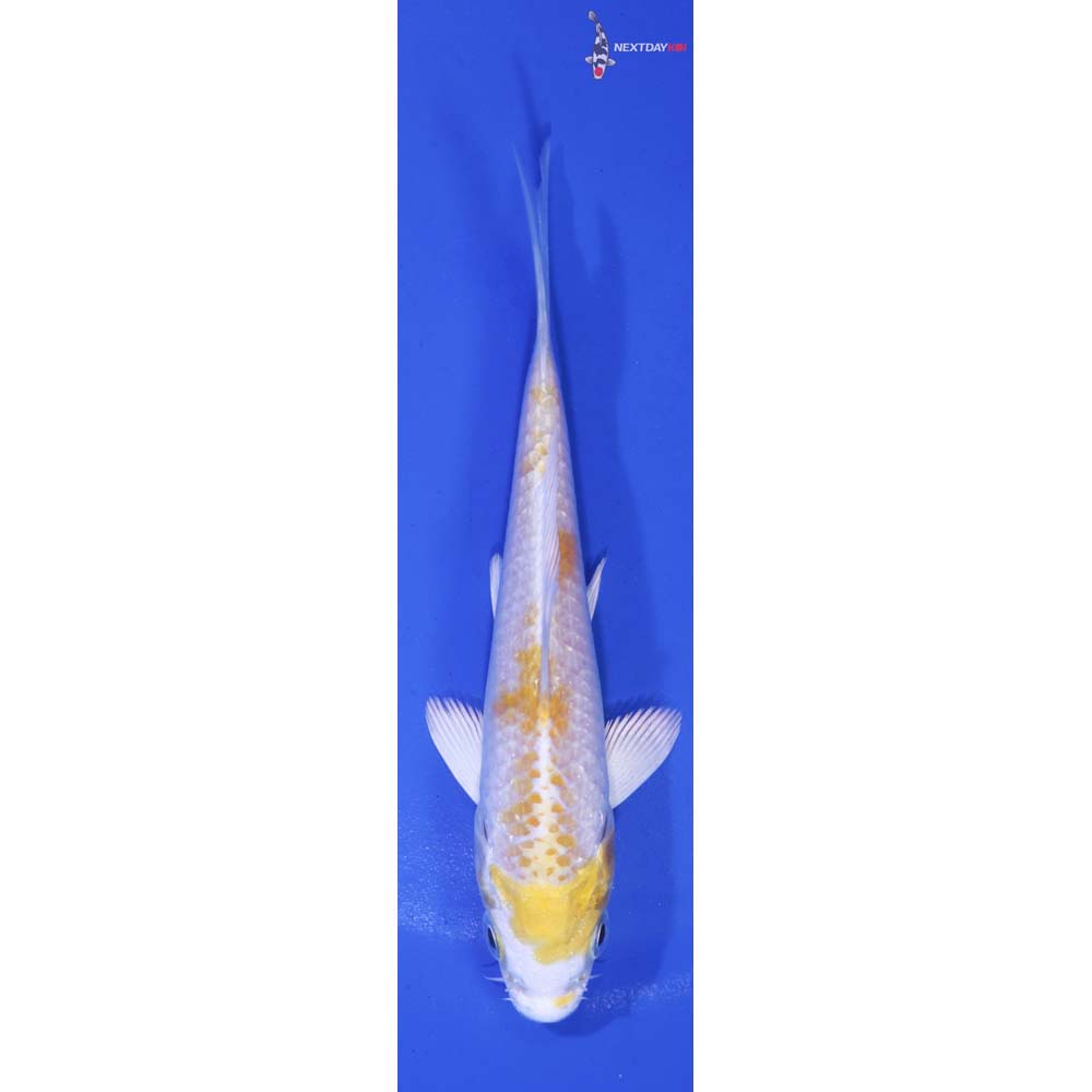 4” Imported Lemon Hariwake