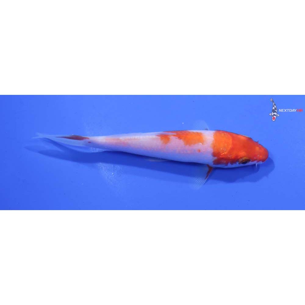 4” Imported Kohaku