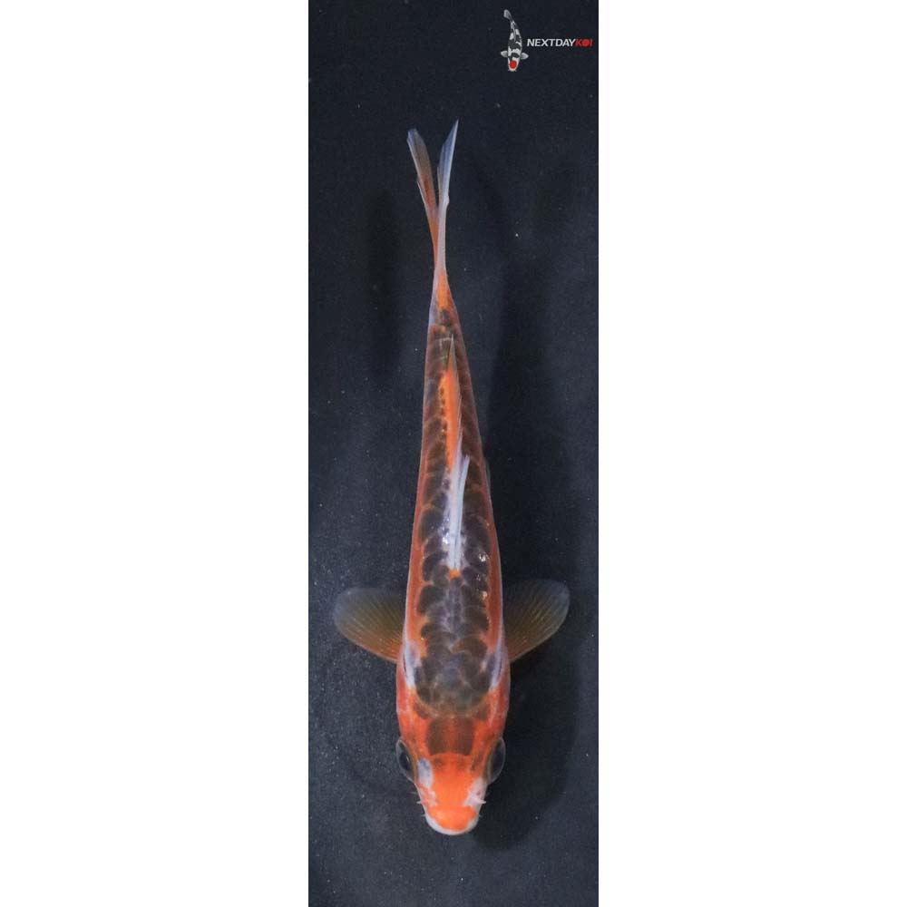 3.5” Imported Hana Shusui