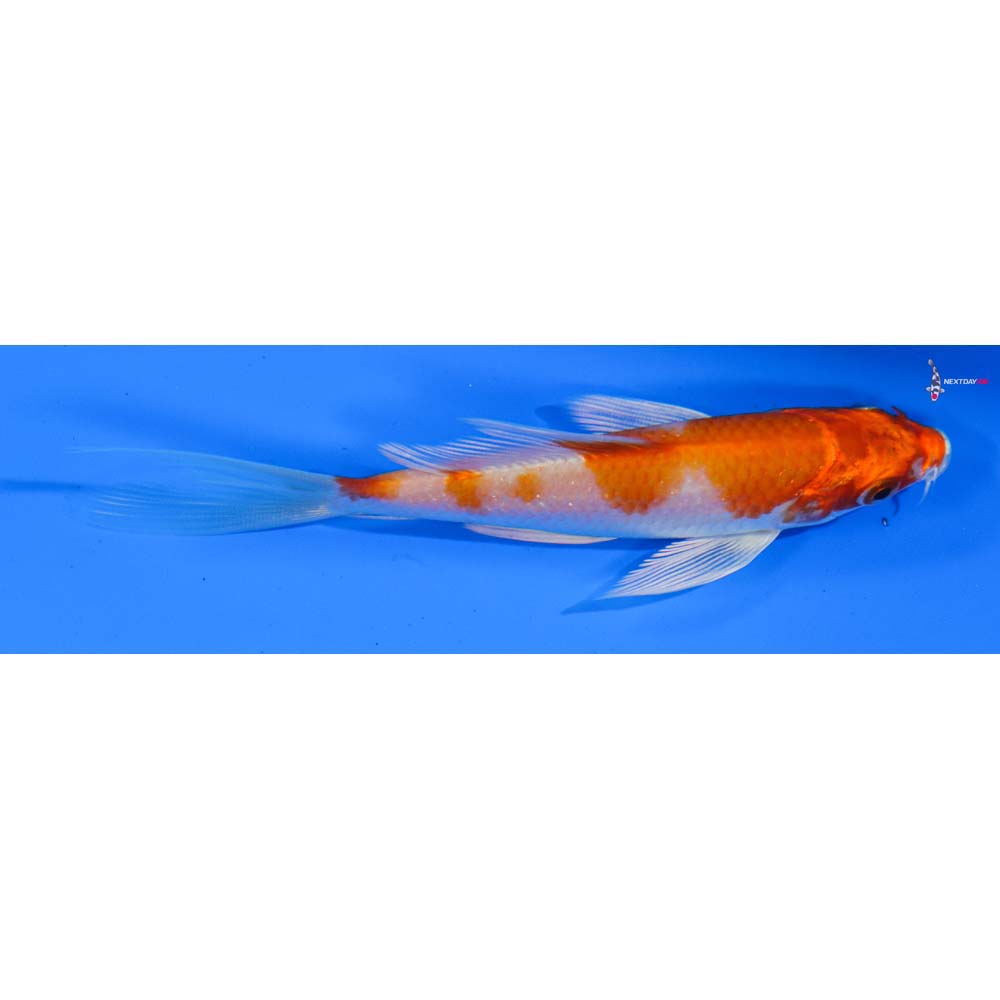 4.5” Imported Hariwake Butterfly Koi