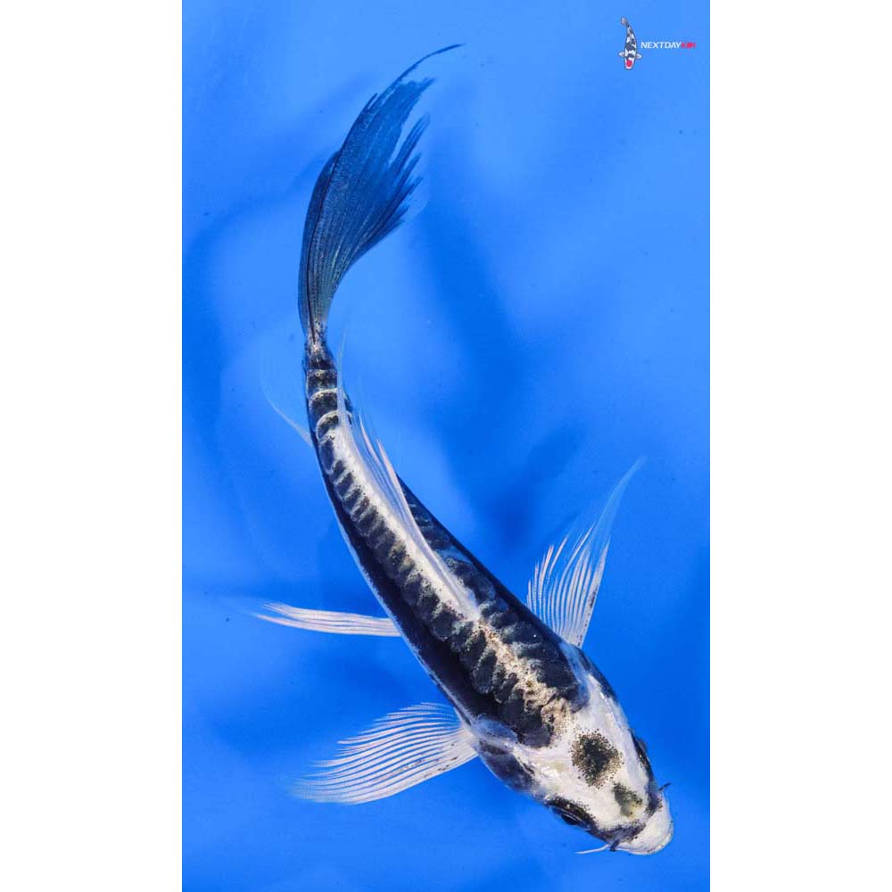 5” Imported Kikokuryu Butterfly Koi
