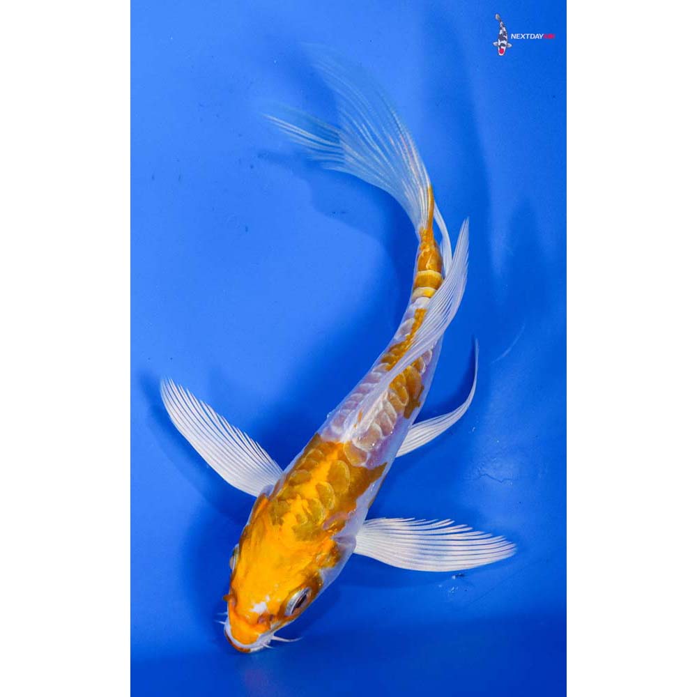 5” Imported Kikusui Butterfly Koi