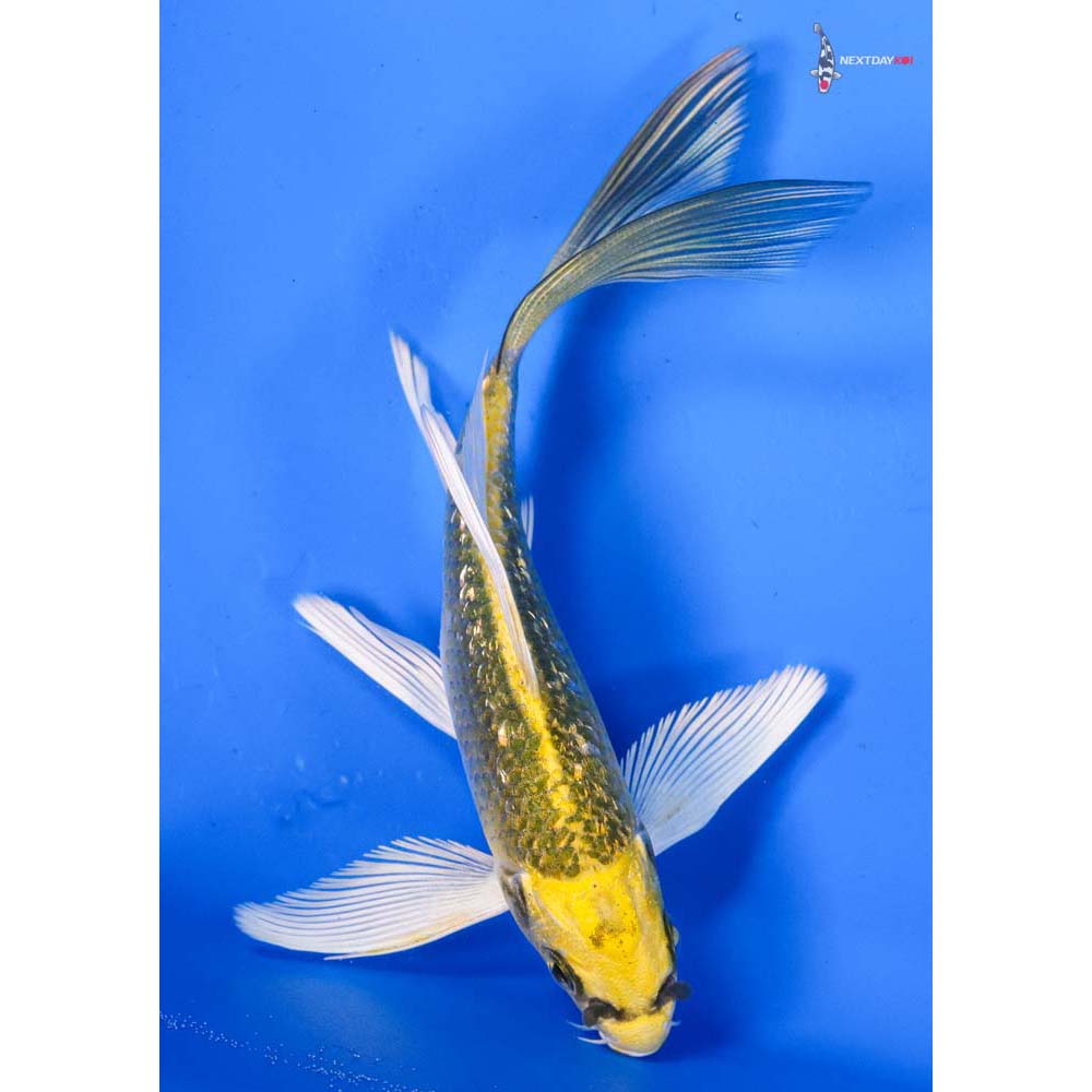 5.5” Imported Gin Rin Kujaku Butterfly Koi